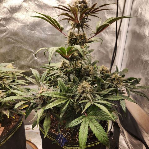 Blueberry Pie Oreoz  growlog timeline photo