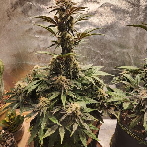Mango Sorbet* growlog timeline photo