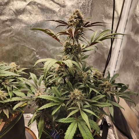 Blueberry Pie Oreoz  growlog timeline photo