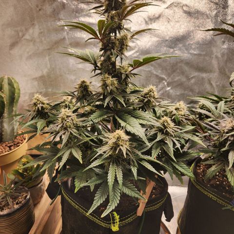 Mango Sorbet* growlog timeline photo