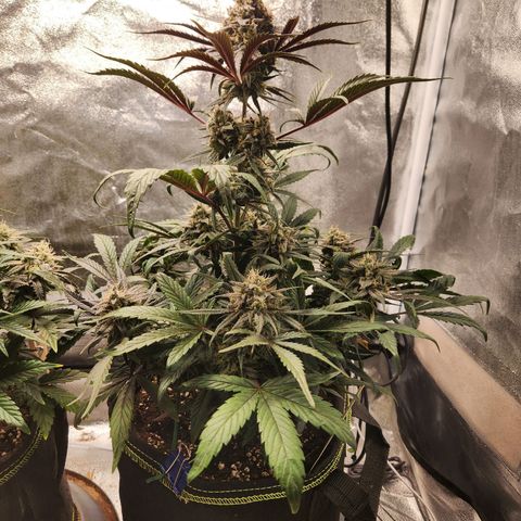 Blueberry Pie Oreoz  growlog timeline photo