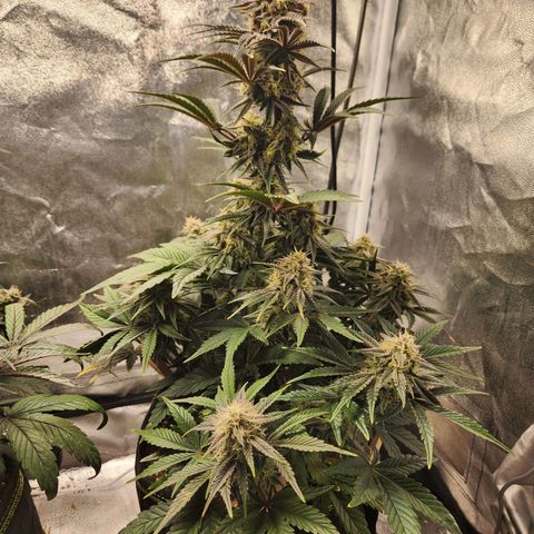 Mango Sorbet* growlog timeline photo