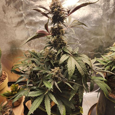 Blueberry Pie Oreoz  growlog timeline photo