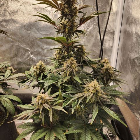 Mango Sorbet* growlog timeline photo