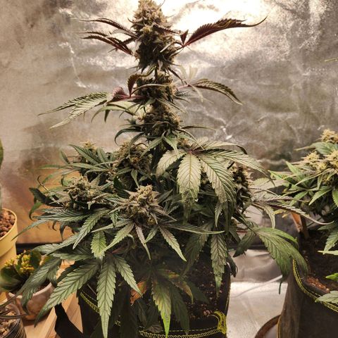 Blueberry Pie Oreoz  growlog timeline photo