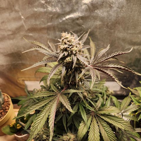 Blueberry Pie Oreoz  growlog timeline photo