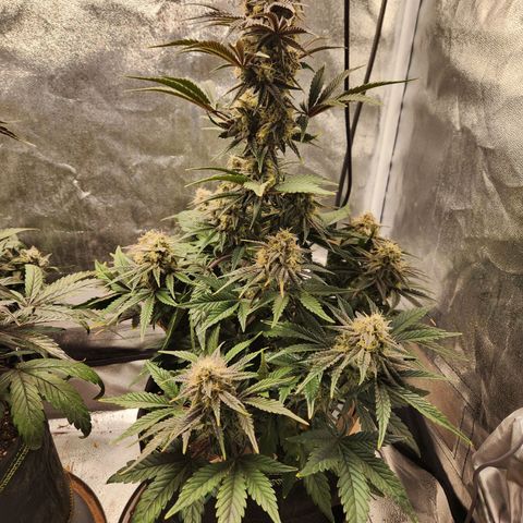 Mango Sorbet* growlog timeline photo