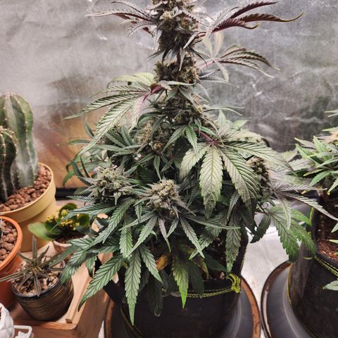 Blueberry Pie Oreoz  growlog timeline photo