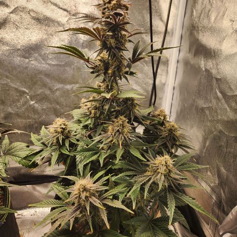 Mango Sorbet* growlog timeline photo