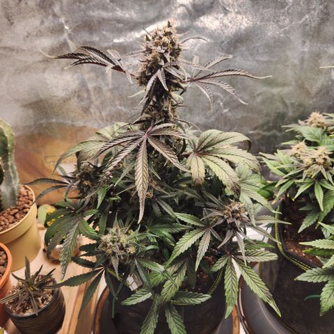 Blueberry Pie Oreoz  growlog timeline photo