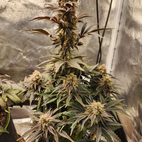 Mango Sorbet* growlog timeline photo