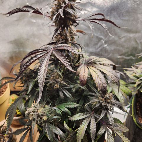 Blueberry Pie Oreoz  growlog timeline photo