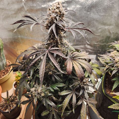 Blueberry Pie Oreoz  growlog timeline photo