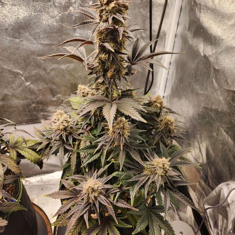 Mango Sorbet* growlog timeline photo