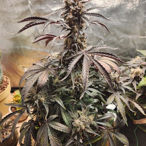 Blueberry Pie Oreoz  growlog timeline photo