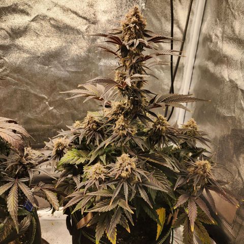 Mango Sorbet* growlog timeline photo