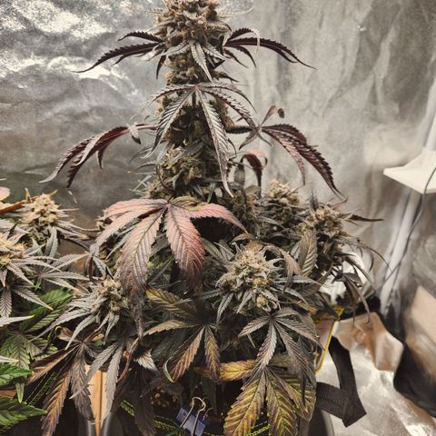 Blueberry Pie Oreoz  growlog timeline photo