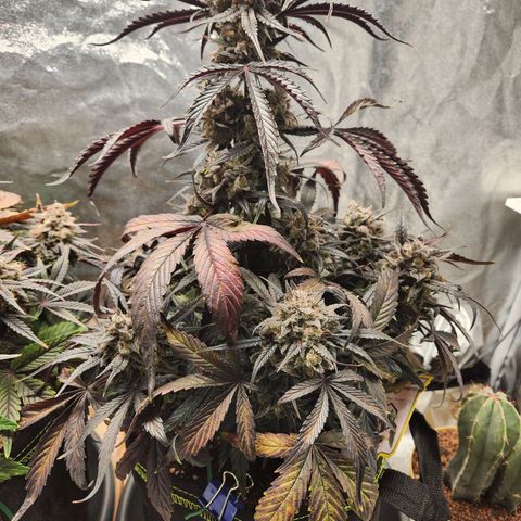 Blueberry Pie Oreoz  growlog timeline photo