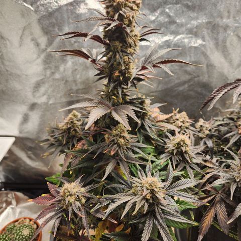 Mango Sorbet* growlog timeline photo
