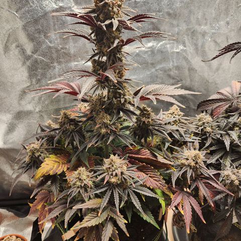 Mango Sorbet* growlog timeline photo