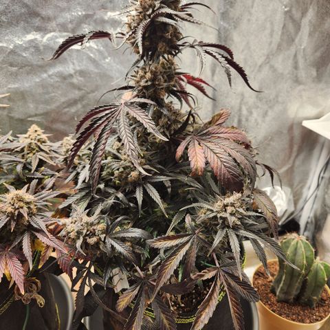Blueberry Pie Oreoz  growlog timeline photo