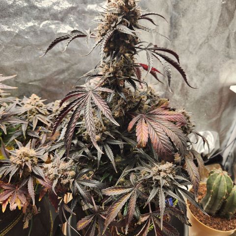 Blueberry Pie Oreoz  growlog timeline photo