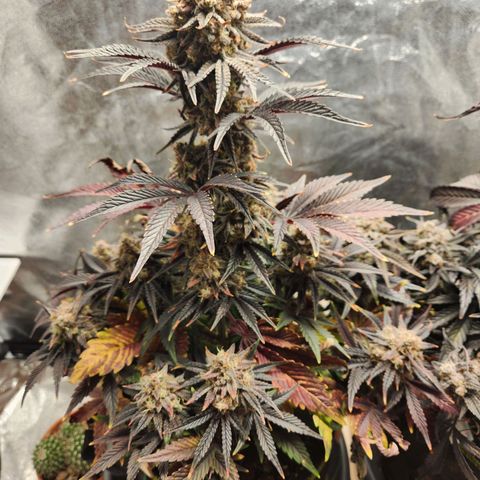 Mango Sorbet* growlog timeline photo