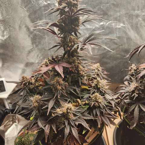 Mango Sorbet* growlog timeline photo