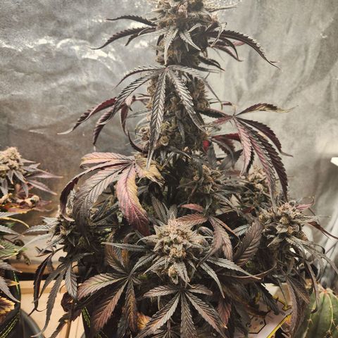 Blueberry Pie Oreoz  growlog timeline photo