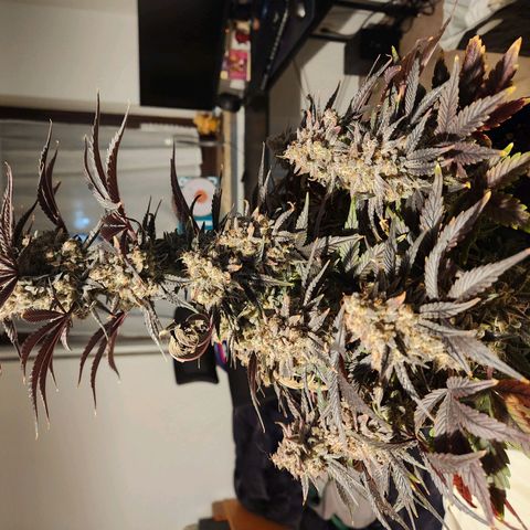 Mango Sorbet* growlog timeline photo