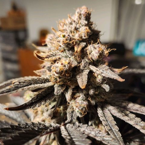 Mango Sorbet* growlog timeline photo