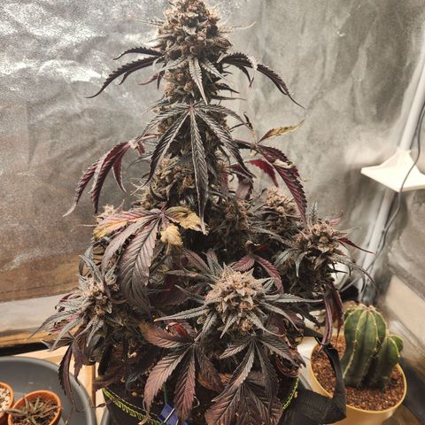 Blueberry Pie Oreoz  growlog timeline photo
