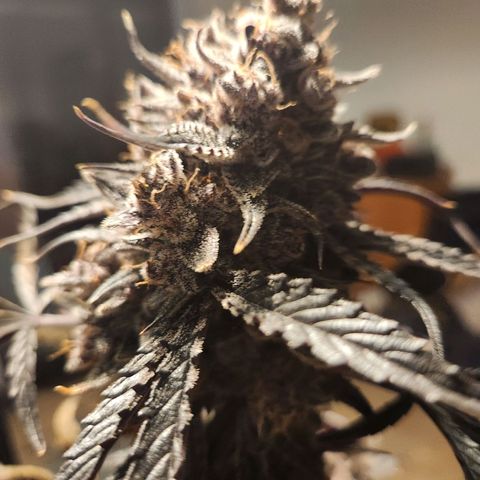 Blueberry Pie Oreoz  growlog timeline photo