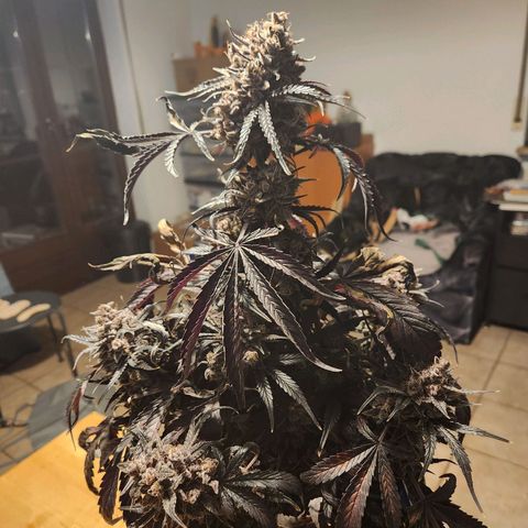 Blueberry Pie Oreoz  growlog timeline photo