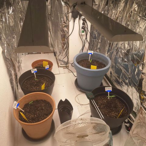 Dance World growlog timeline photo