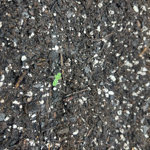 Royal Bluematic growlog timeline photo