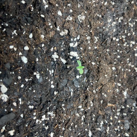 Royal Bluematic growlog timeline photo