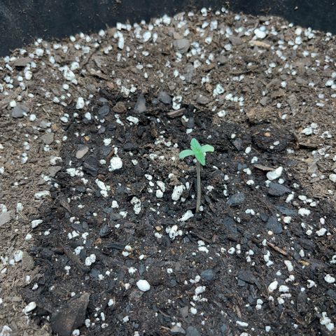 Royal Bluematic growlog timeline photo