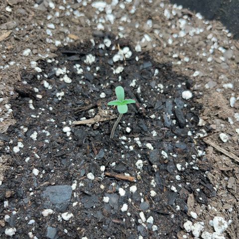 Royal Bluematic growlog timeline photo