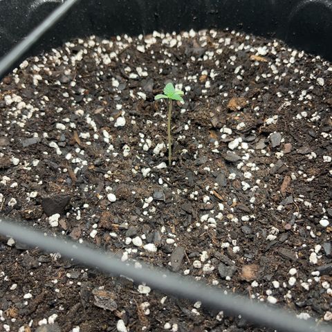 Royal Bluematic growlog photo: Turned up lights slightly, appear to be “stretching” watered with distilled water, not directly on the roots water circle around it to promote root growth.