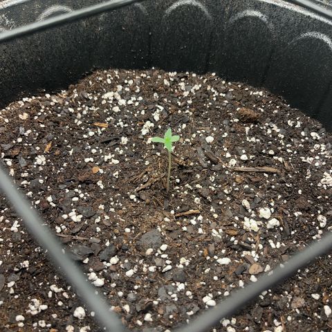 Royal Bluematic growlog photo: Turned up lights slightly, appear to be “stretching” watered with distilled water, not directly on the roots water circle around it to promote root growth.
