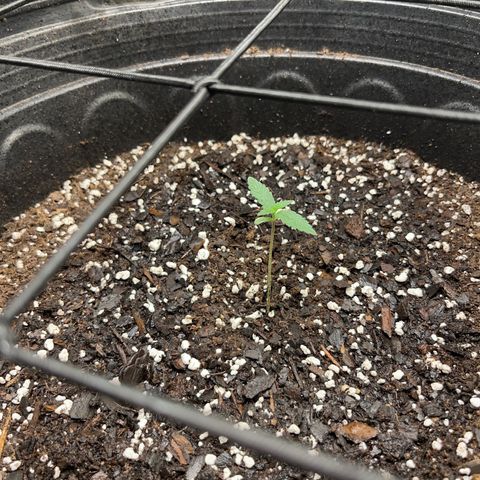Royal Bluematic growlog timeline photo