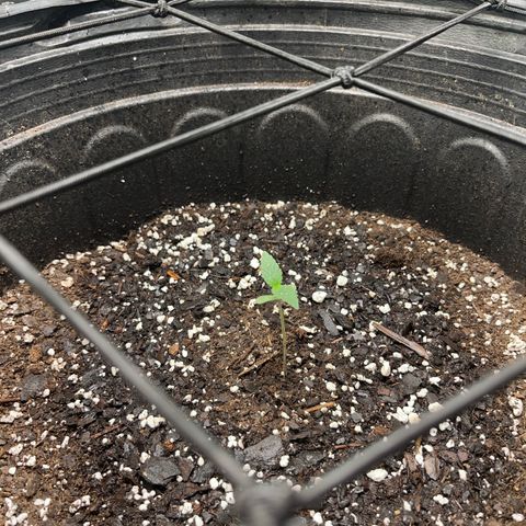 Royal Bluematic growlog timeline photo