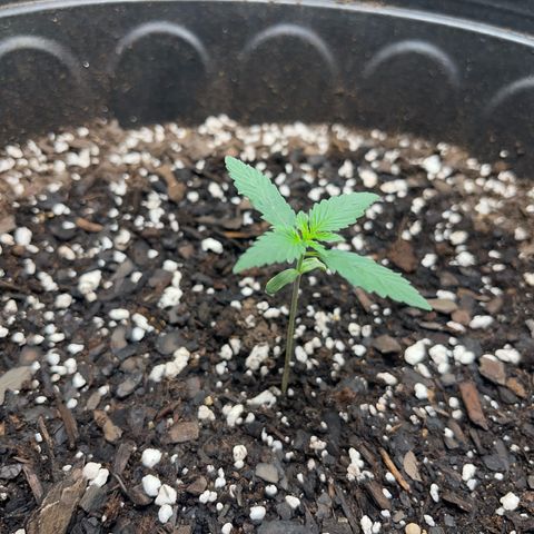Royal Bluematic growlog photo: 18-6 light hours watered daily 