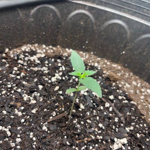 Royal Bluematic growlog photo: 18-6 light hours watered daily 