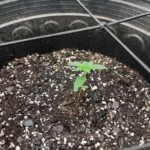 Royal Bluematic growlog timeline photo