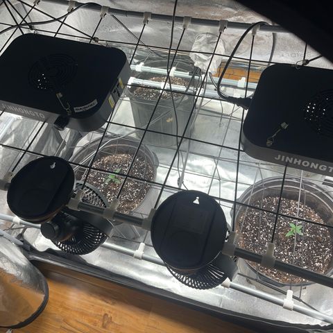 Royal Bluematic growlog timeline photo