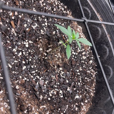 Royal Bluematic growlog timeline photo