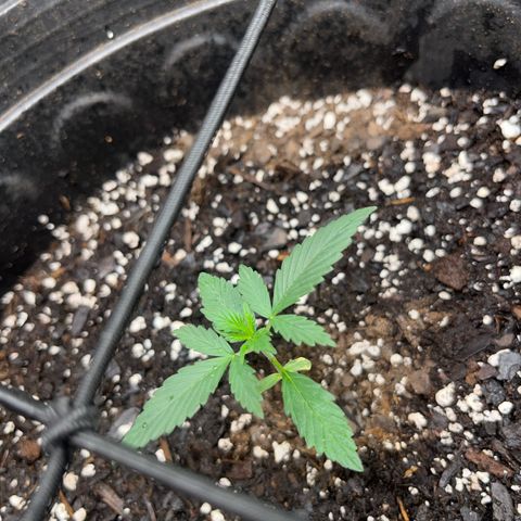 Royal Bluematic growlog timeline photo