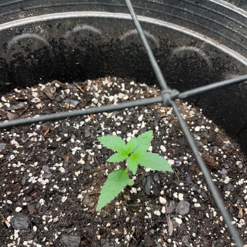 Royal Bluematic growlog timeline photo